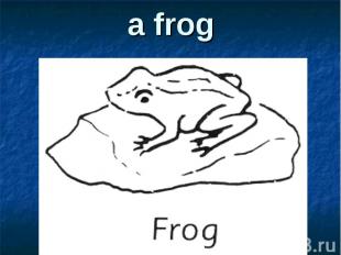 a frog