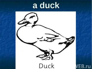 a duck