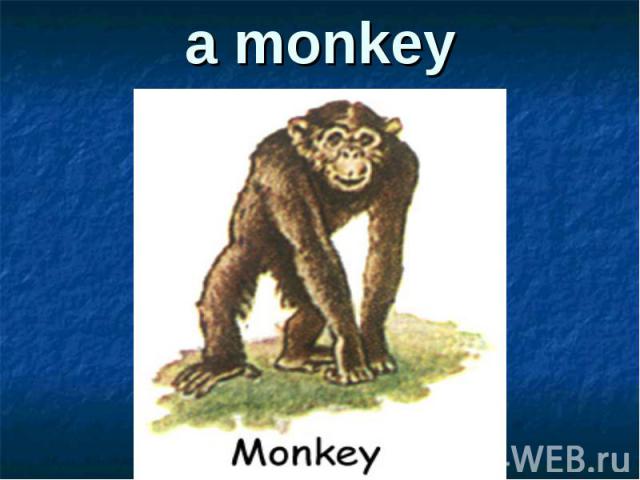 a monkey