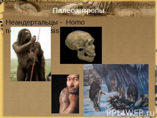 Палеоантропы Неандертальцы - Homo neanderthalensis