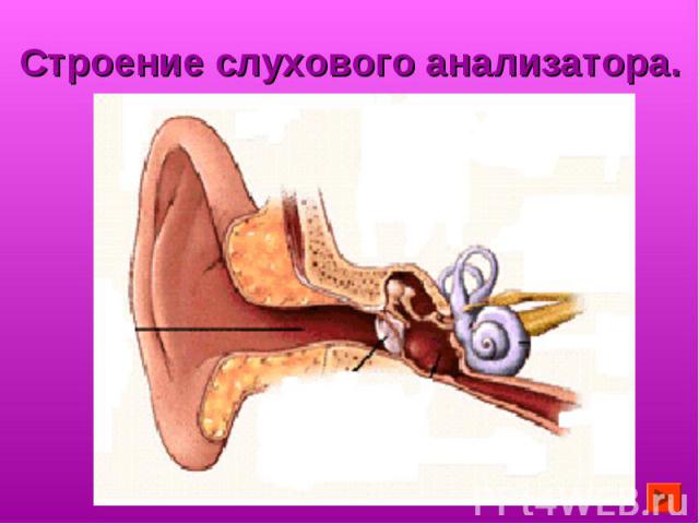 Строение слухового анализатора.