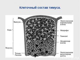 Клеточный состав тимуса.