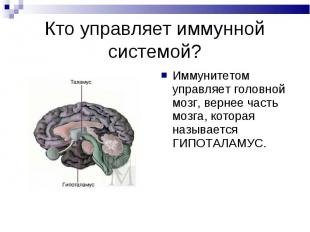 Иммунитетом управляет головной мозг, вернее часть мозга, которая называется ГИПО
