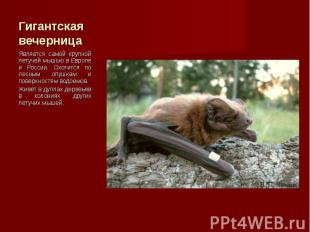 Является самой крупной летучей мышью в Европе и России. Охотится по лесным опушк