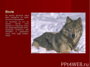 Во многих регионах мира волк находится на грани полного исчезновения. Во многих