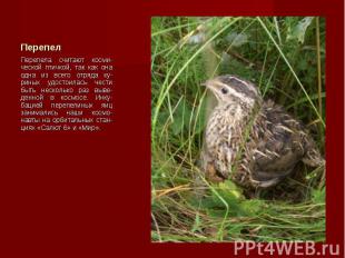 Перепела считают косми-ческой птичкой, так как она одна из всего отряда ку-риных