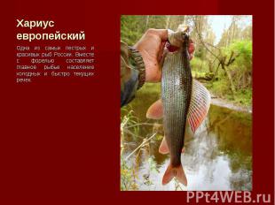 Одна из самых пестрых и красивых рыб России. Вместе с форелью составляет главное
