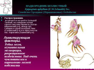 НАДБОРОДНИК БЕЗЛИСТНЫЙ &nbsp;&nbsp; Epipogium aphyllum (F.W.Schmidt) Sw. &nbsp;&
