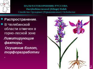 ПАЛЬЧАТОКОРЕННИК РУССОВА &nbsp;&nbsp;Dactylorhiza russowii (Klinge) Holub &nbsp;