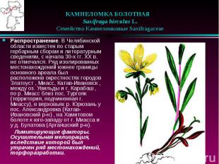 КАМНЕЛОМКА БОЛОТНАЯ &nbsp;&nbsp; Saxifraga hirculus L. &nbsp;&nbsp; Семейство Ка