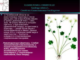 КАМНЕЛОМКА СИБИРСКАЯ &nbsp;&nbsp; Saxifraga sibirica L. &nbsp;&nbsp; Семейство К