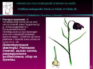 РЯБЧИК ШАХМАТОВИДНЫЙ (РЯБЧИК МАЛЫЙ) &nbsp;&nbsp; Fritillaria meleagroides Patrin