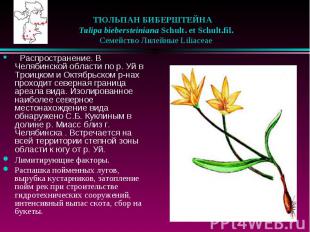 ТЮЛЬПАН БИБЕРШТЕЙНА &nbsp;&nbsp; Tulipa biebersteiniana Schult. et Schult.fil. &