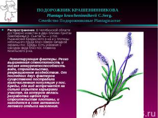 ПОДОРОЖНИК КРАШЕНИННИКОВА &nbsp;&nbsp;&nbsp;Plantago krascheninnikovii C.Serg. &