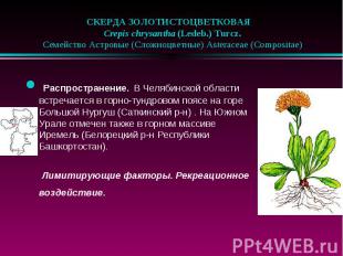 СКЕРДА ЗОЛОТИСТОЦВЕТКОВАЯ &nbsp;&nbsp; Crepis chrysantha (Ledeb.) Turcz. &nbsp;&
