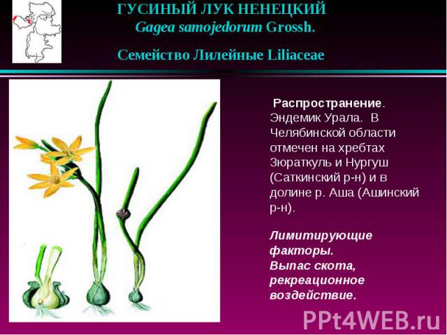 ГУСИНЫЙ ЛУК НЕНЕЦКИЙ    Gagea samojedorum Grossh.    Семейство Лилейные Liliaceae