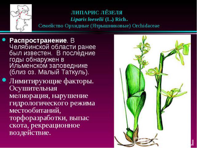 ЛИПАРИС ЛЁЗЕЛЯ    Liparis loeselii (L.) Rich.    Семейство Орхидные (Ятрышниковые) Orchidaceae Распространение. В Челябинской области ранее был известен. В последние годы обнаружен в Ильменском заповеднике (близ оз. Малый Таткуль…