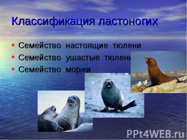 Классификация ластоногих Семейство настоящие тюлени Семейство ушастые тюлени Семейство моржи