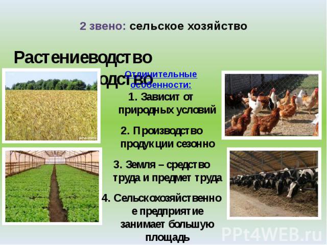 2 звено: сельское хозяйство Растениеводство Животноводство