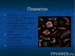 Планктон Планктон – от греческого «планктос», что означает «блуждающий». Живут в