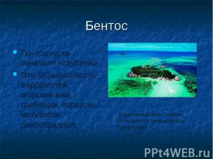 Бентос По–гречески означает «глубина» Это большая часть водорослей, морские ежи,