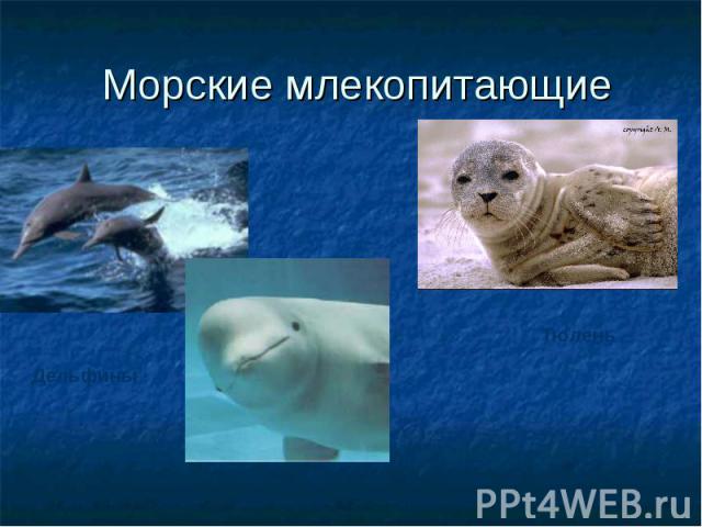 Морские млекопитающие