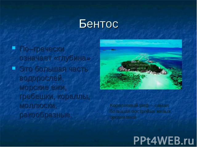 Бентос По–гречески означает «глубина» Это большая часть водорослей, морские ежи, гребешки, кораллы, моллюски, ракообразные.