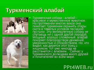 Туркменский алабай Туркменская собака - алабай - красивое и мужественное животно