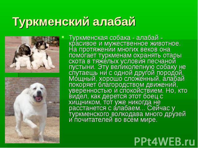 Туркменский алабай Туркменская собака - алабай - красивое и мужественное животное. На протяжении многих веков она помогает туркменам охранять отары скота в тяжелых условия песчаной пустыни. Эту великолепную собаку не спутаешь ни с одной другой пород…