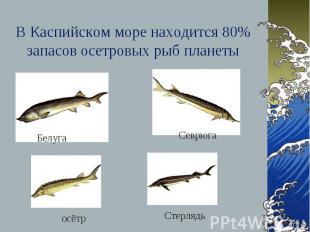 В Каспийском море находится 80% запасов осетровых рыб планеты