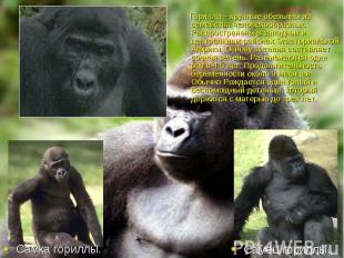 Горилла – крупные обезьяны из семейства человекообразных. Распространены в запад