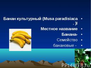 Банан культурный (Musa paradisiaca I. ) Банан культурный (Musa paradisiaca I. )