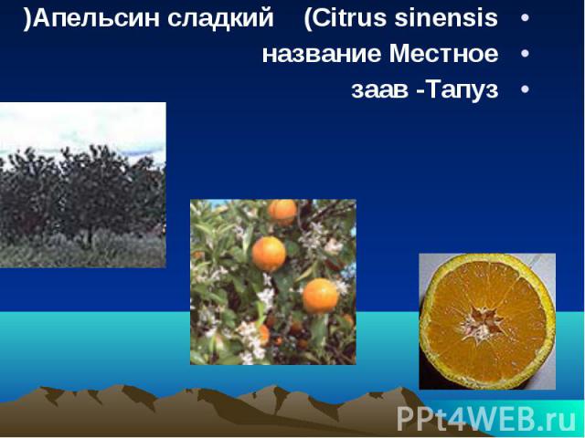 Апельсин сладкий    (Citrus sinensis) Апельсин сладкий    (Citrus sinensis) название Местное заав -Тапуз