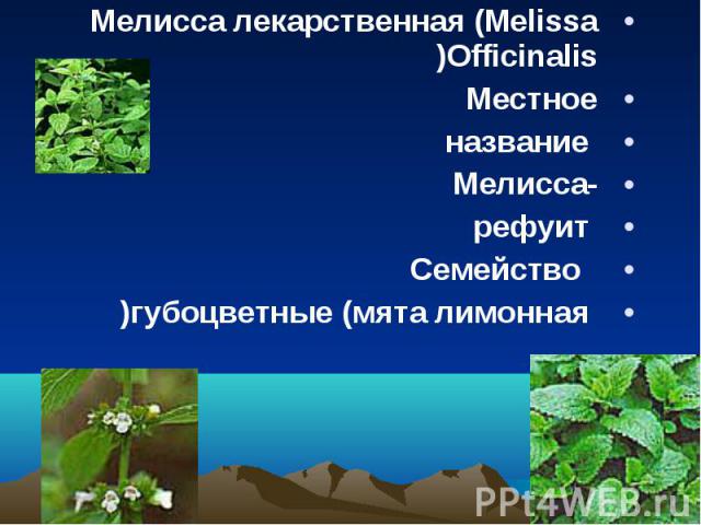 Мелисса лекарственная (Melissa Officinalis) Мелисса лекарственная (Melissa Officinalis) Местное название -Мелисса рефуит   Семейство губоцветные (мята лимонная)