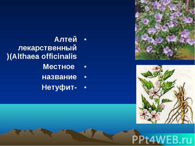 Алтей лекарственный (Althaea officinalis) Алтей лекарственный (Althaea officinalis)  Местное название -Нетуфит