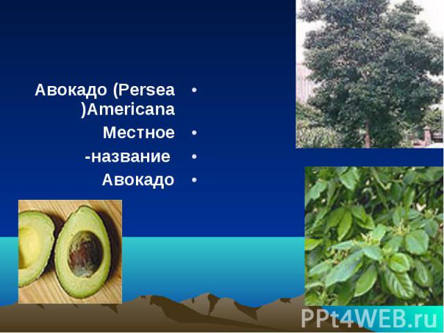 Авокадо (Persea Americana) Авокадо (Persea Americana) Местное название- Авокадо