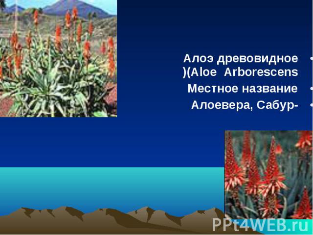 Алоэ древовидное (Aloe  Arborescens) Алоэ древовидное (Aloe  Arborescens) Местное название -Алоевера, Сабур