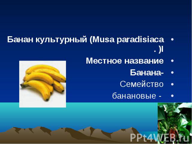 Банан культурный (Musa paradisiaca I. ) Банан культурный (Musa paradisiaca I. ) Местное название -Банана  Семейство - банановые