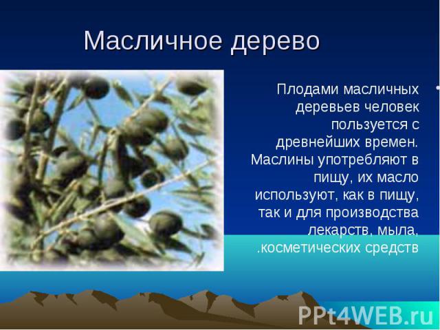 Плодами масличных деревьев человек пользуется с древнейших времен. Маслины употребляют в пищу, их масло используют, как в пищу, так и для производства лекарств, мыла, косметических средств. Плодами масличных деревьев человек пользуется с древнейших …