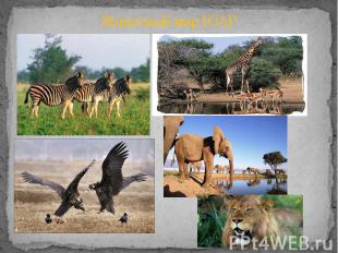 Животный мир ЮАР