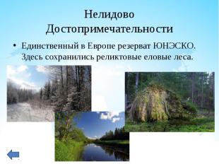 Единственный в Европе резерват ЮНЭСКО. Здесь сохранились реликтовые еловые леса.