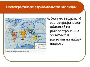 А. Уоллес выделил 6 зоогеографических областей по распространению животных и рас