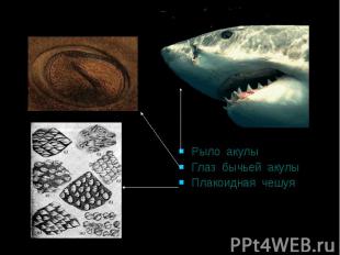 Рыло акулы Глаз бычьей акулы Плакоидная чешуя