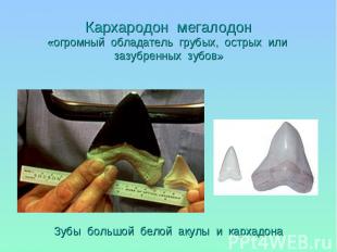Зубы большой белой акулы и кархадона