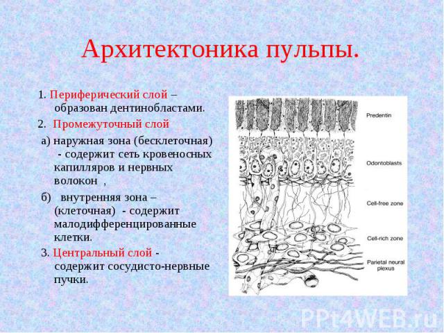 1. Периферический слой – образован дентинобластами. 1. Периферический слой – образован дентинобластами. 2. Промежуточный слой а) наружная зона (бесклеточная) - содержит сеть кровеносных капилляров и нервных волокон , б) внутренняя зона – (клеточная)…