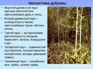 Верхний древесный ярус- крупные многолетние светолюбивые дубы и липы; Верхний др