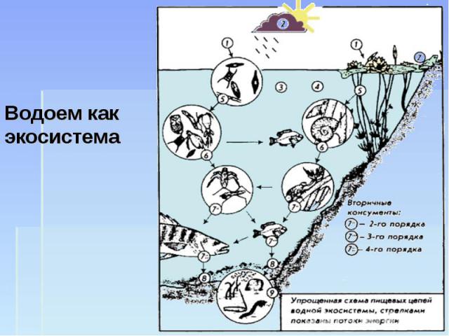 Изучите фрагмент экосистемы океана. Пространственная структура экосистемы. Подземная экосистема схема. ФРАГМЕНТЫ экосистемы ОГЭ.
