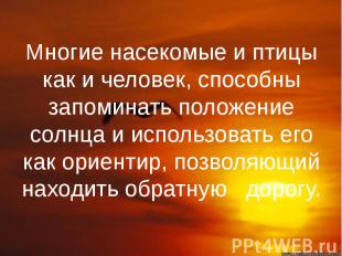 Многие насекомые и птицы как и человек, способны запоминать положение солнца и и