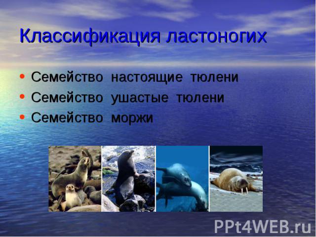 Классификация ластоногих Семейство настоящие тюлени Семейство ушастые тюлени Семейство моржи