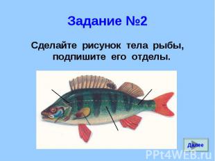 Сделайте рисунок тела рыбы, подпишите его отделы. Сделайте рисунок тела рыбы, по